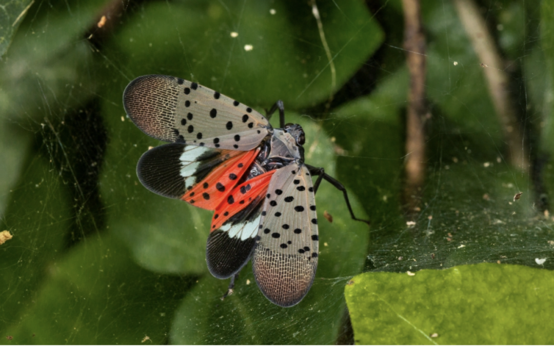 Quarantine Ordered to Fight Invasive Lanternflies